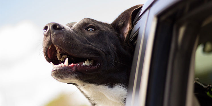 Hund streckt den Kopf aus dem Fenster